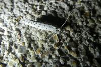 Yponomeuta