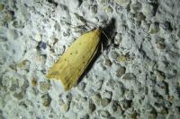 Dichomeris limosella
