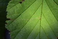 Stigmella microtheriella