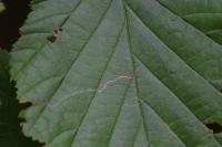 Stigmella microtheriella
