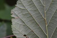 Stigmella microtheriella