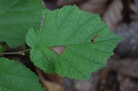 Parornix devoniella