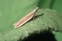 Dichomeris marginella