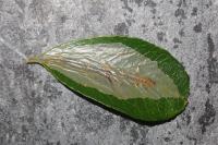 Phyllonorycter leucographella