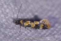 Decantha borkhausenii