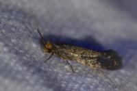 Cephimallota crassiflavella