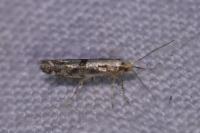 Argyresthia conjugella