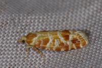 Rhyacionia pinicolana