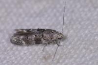 Exoteleia dodecella