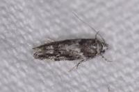 Recurvaria nanella