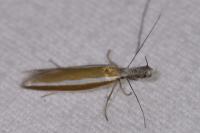 Pleurota aristella