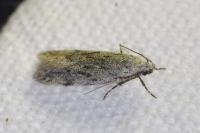 Teleiodes saltuum