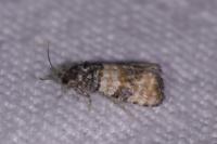 Piniphila bifasciana