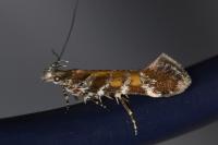 Aristotelia decurtella