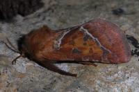 Triodia sylvina