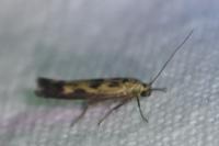 Scythris limbella