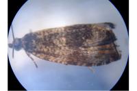 Celypha lacunana