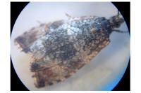 Celypha lacunana
