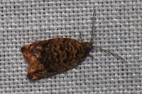 Gypsonoma minutana