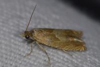 Eucosma conterminana