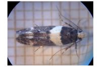 Recurvaria leucatella