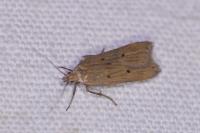 Acompsia antirrhinella/tripunctella