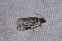 Celypha woodiana