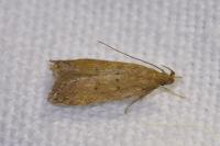 Helcystogramma lutatella