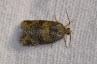 Ptycholomoides aeriferanus