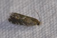 Cydia coniferana