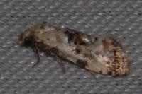 Neocochylis hybridella