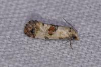 Neocochylis hybridella