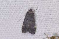 Dichomeris alacella
