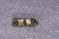 Goidanichiana jourdheuillella