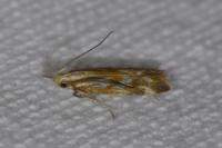 Mirificarma eburnella