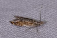 Sophronia sicariellus