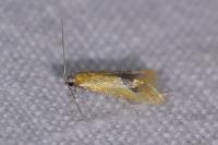 Batia lambdella