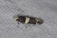 Recurvaria leucatella