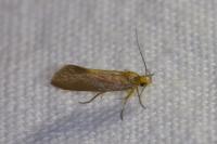 Crassa unitella