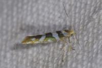 Argyresthia goedartella