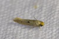 Tinea trinotella