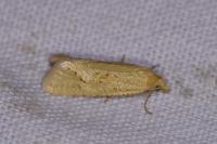 Cochylimorpha meridiana