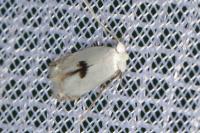 Pseudopostega auritella
