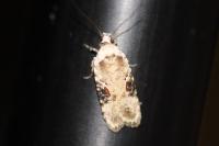 Agonopterix alstroemeriana