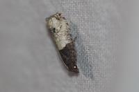 Notocelia roborana