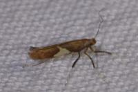 Caloptilia stigmatella