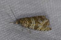Celypha rivulana
