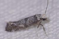 Paraswammerdamia nebulella