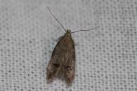 Teleiodes vulgella