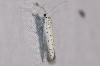 Yponomeuta rorrella